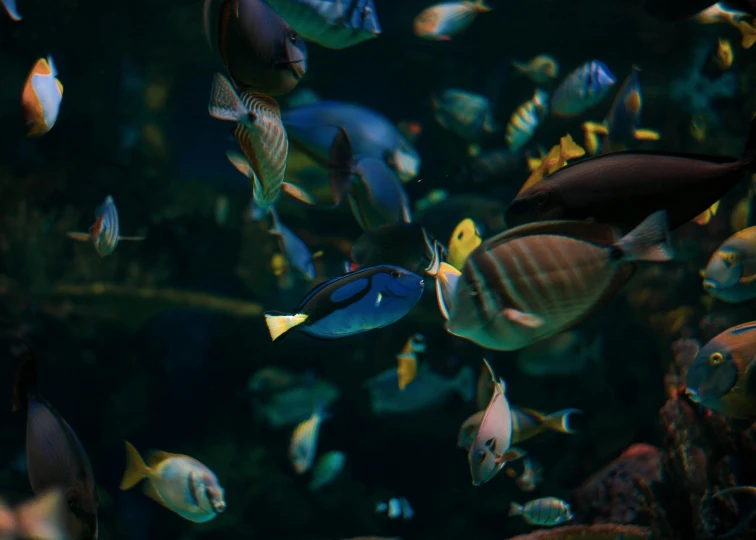 there are many small fish swimming in an aquarium