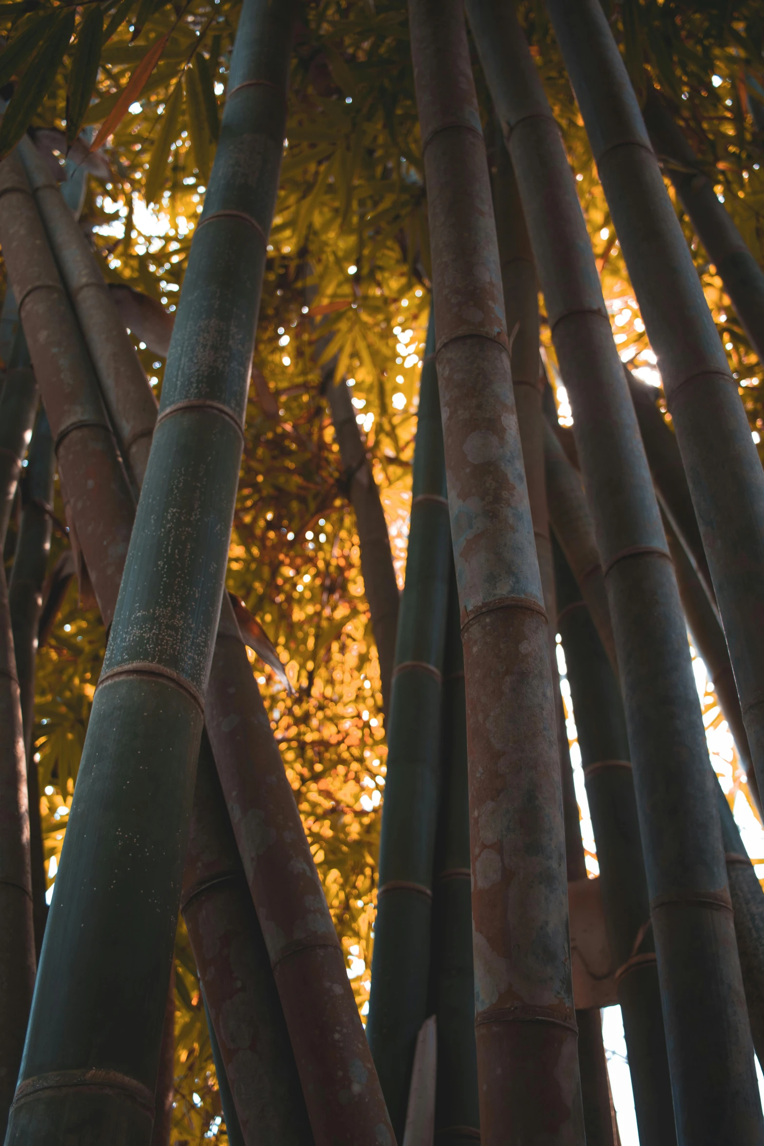 a pograph of the back of some very tall bamboo trees