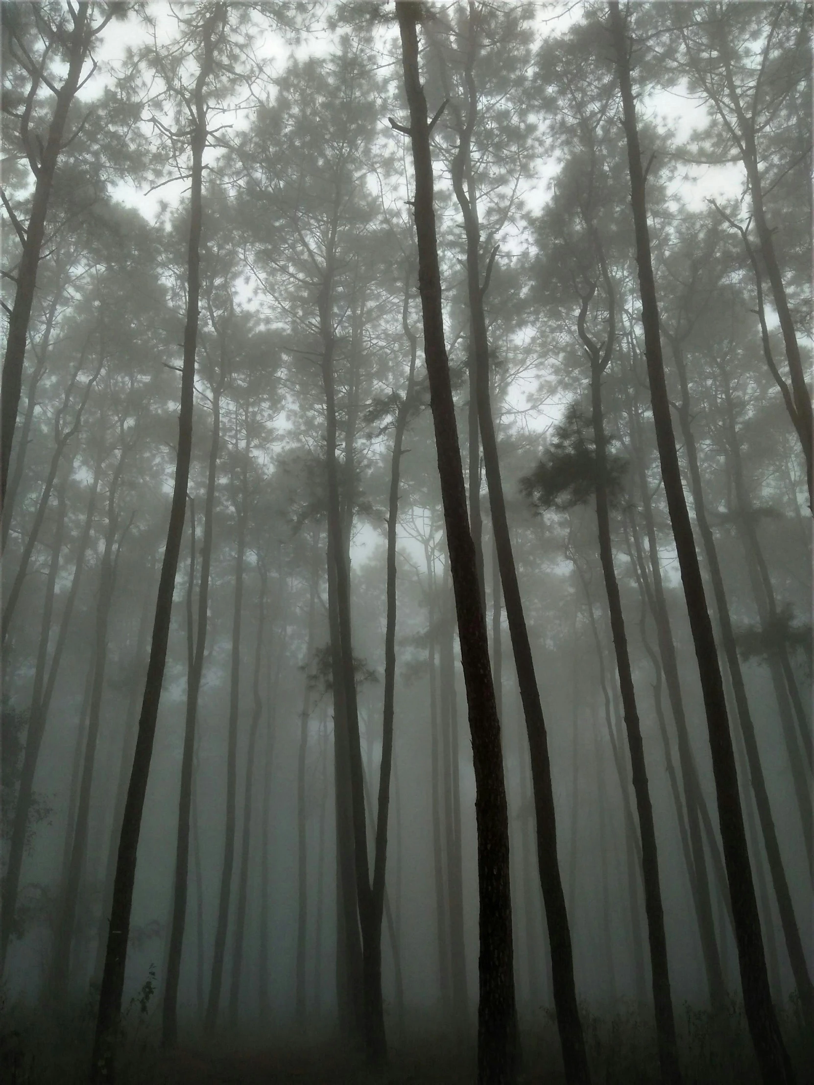 a black and white image of tall trees in the fog