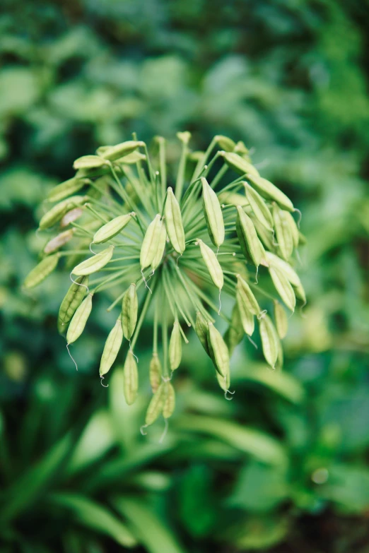 an image of a plant with green leaves