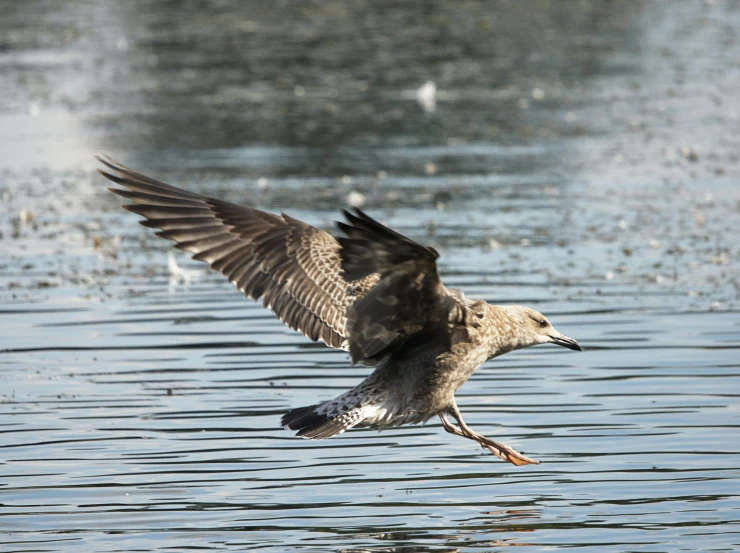 an image of a bird that is flying over water
