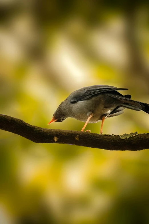 the bird is perched on a tree nch