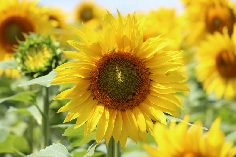 a large yellow sunflower stands out in the middle of a field