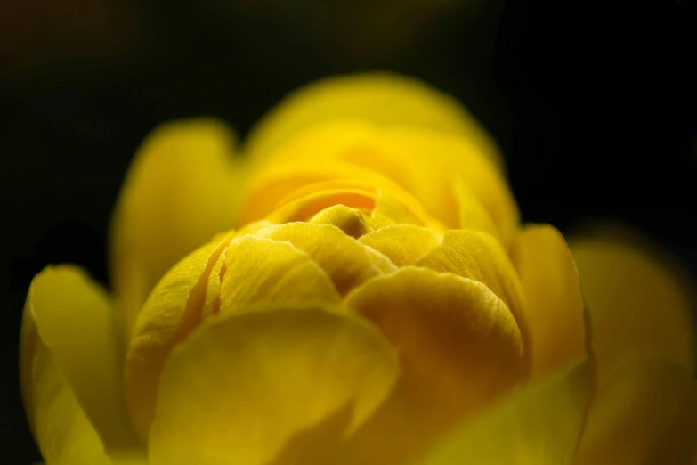 the petals of a yellow rose are in full bloom