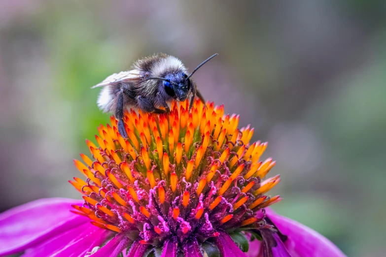 the bee is resting on the very large flower