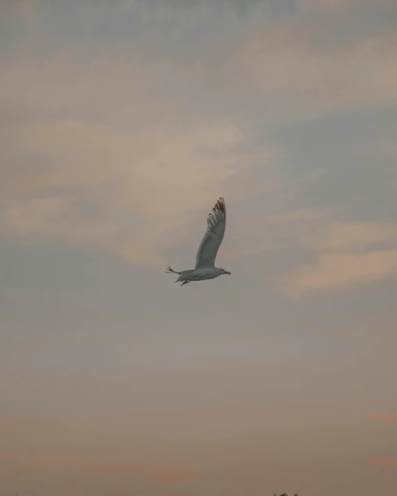 a large bird flying in the sky, looking over the horizon