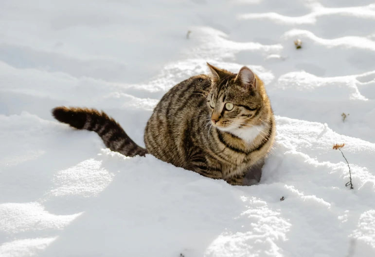 there is a cat that is sitting in the snow