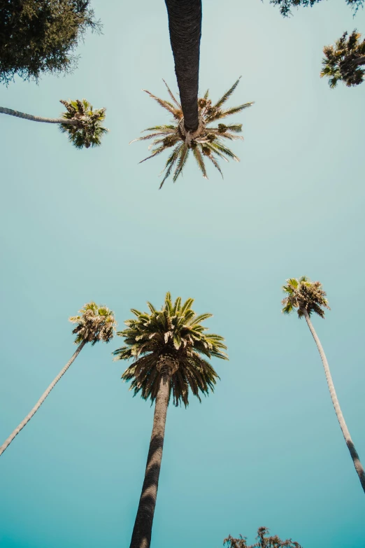 a couple of tall trees that are against a blue sky