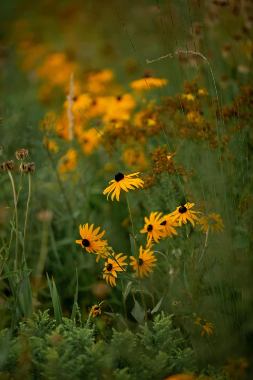 a bunch of wild flowers on the side of a road