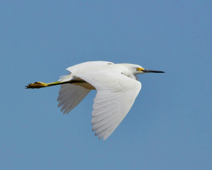 the large white bird is flying in the clear blue sky