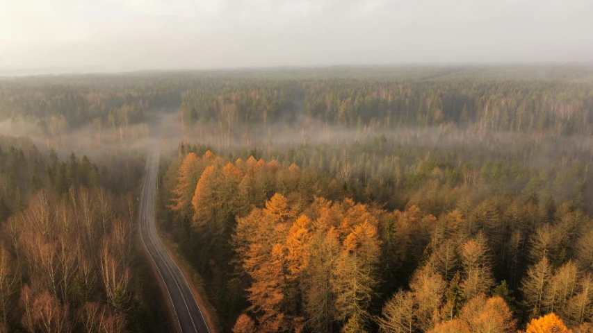 aerial view of a long road in a forest