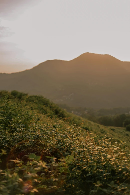 a hillside with trees and mountains in the background