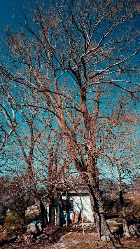 a couple of trees and rocks in the background