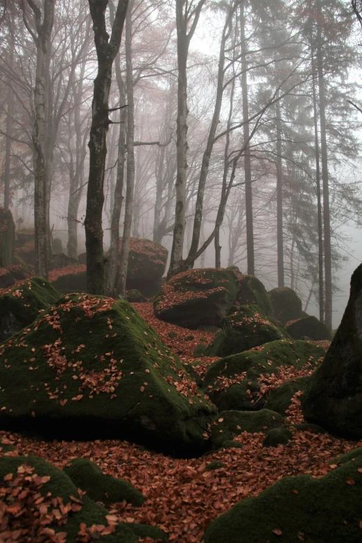 a group of trees and rocks covered with green grass