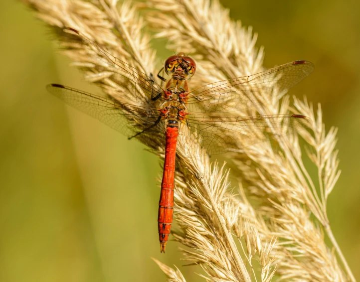 a very cute red dragonfly resting on some grass