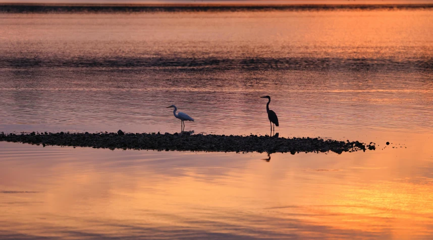 two birds stand on an island in the water