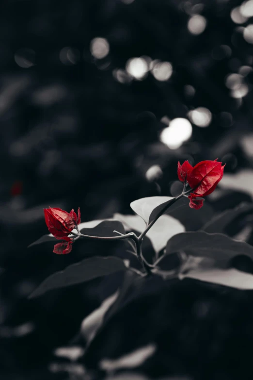 the plant has two red flowers in it