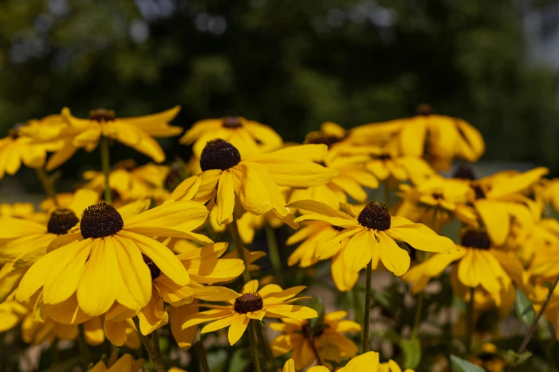 yellow daisies in the sunlight at a park