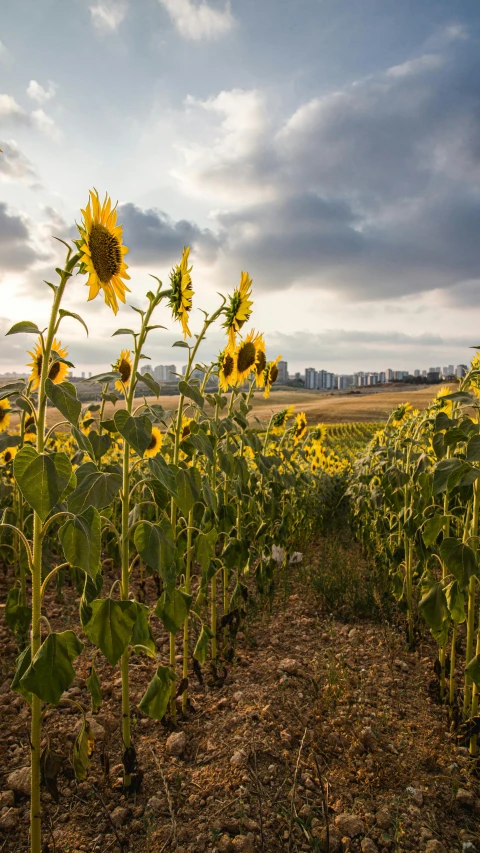 a field that has lots of flowers growing in it