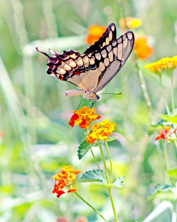 a black erfly sitting on top of yellow flowers