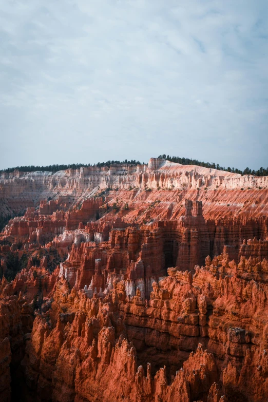 trees growing on the side of some rock formations