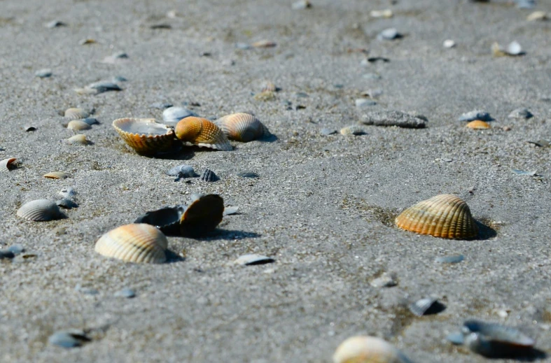 there are several shells on the sandy beach