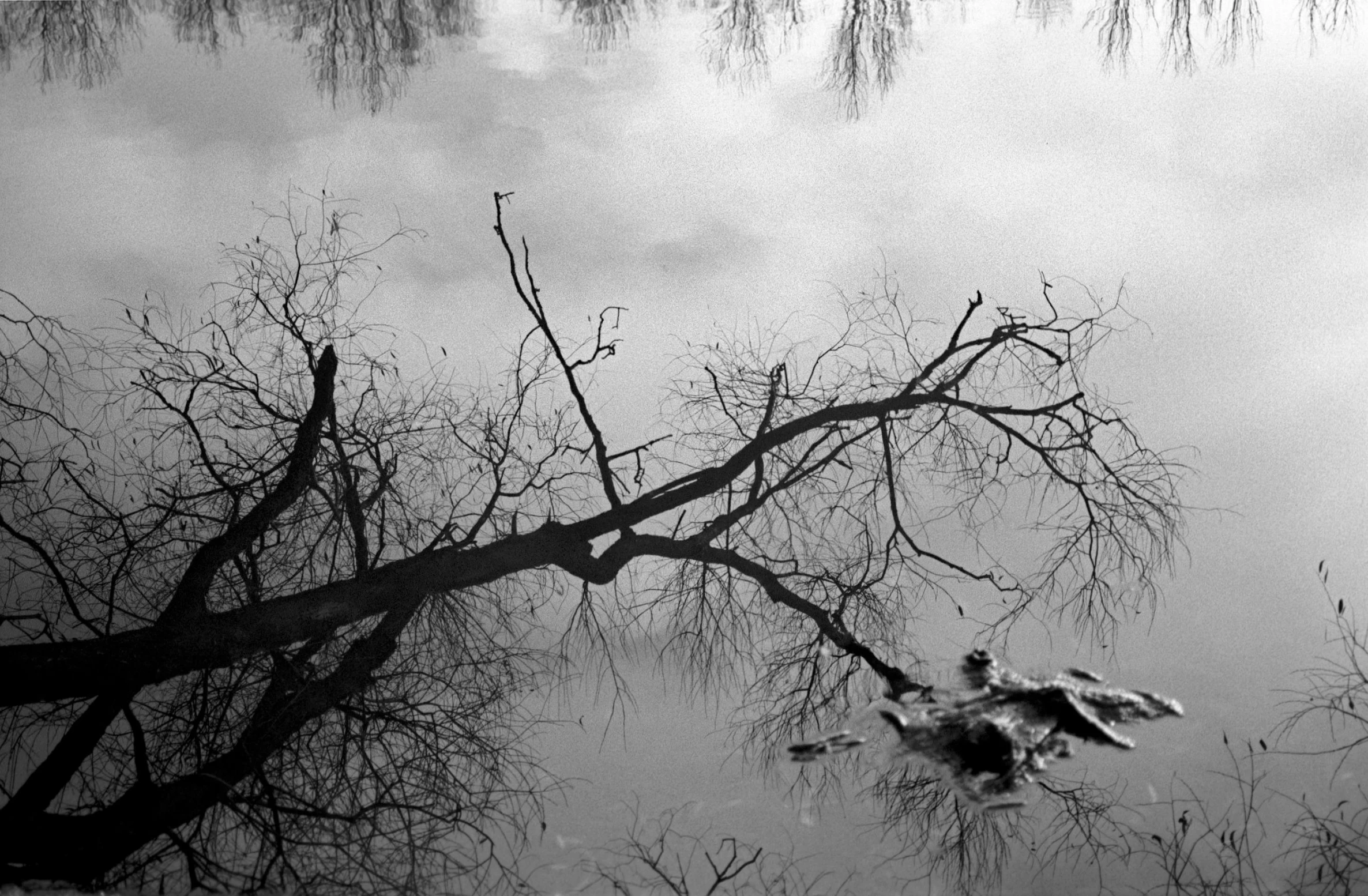 the tree nch is upside down on the water