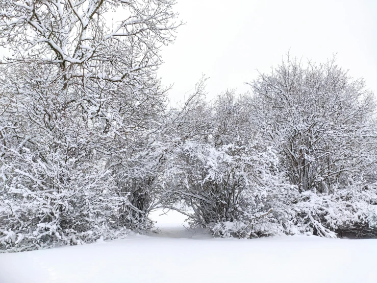 an open snow - covered area with tall trees on one side and nches on the other