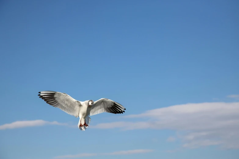 a seagull flying high up in the sky above