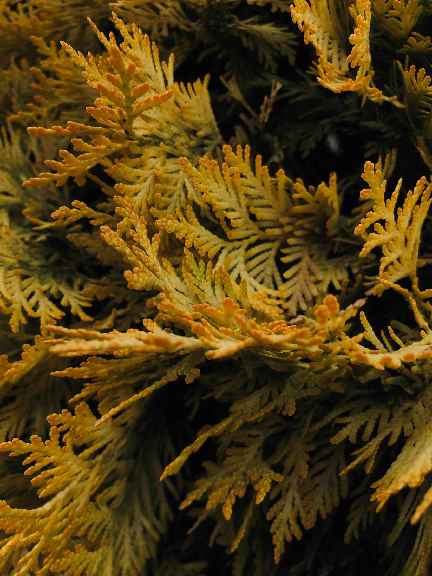 a close - up of a green and yellow tree nch