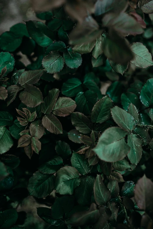 green leaves and brown stems in the sunlight