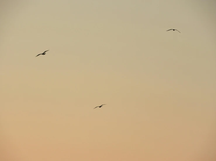 three birds flying in the sky in front of orange sunset