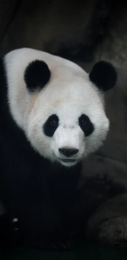 a panda bear sitting on top of a wooden bench