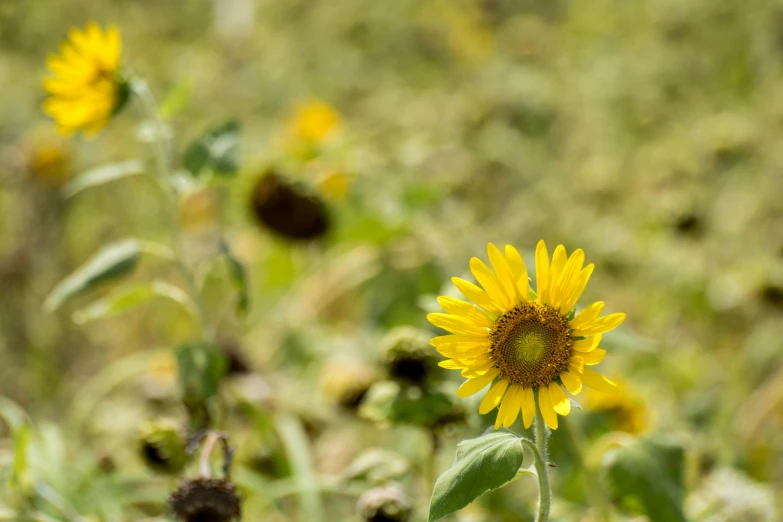 there is a very large sunflower on a sunny day