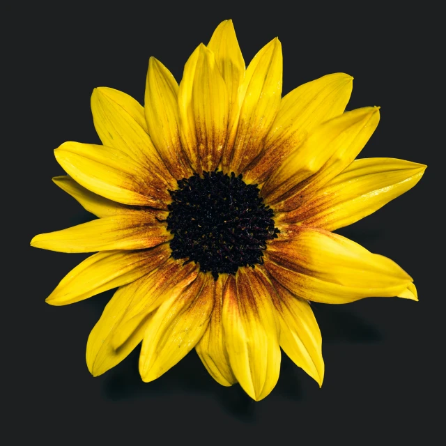 a sunflower with large yellow petals is shown in this po