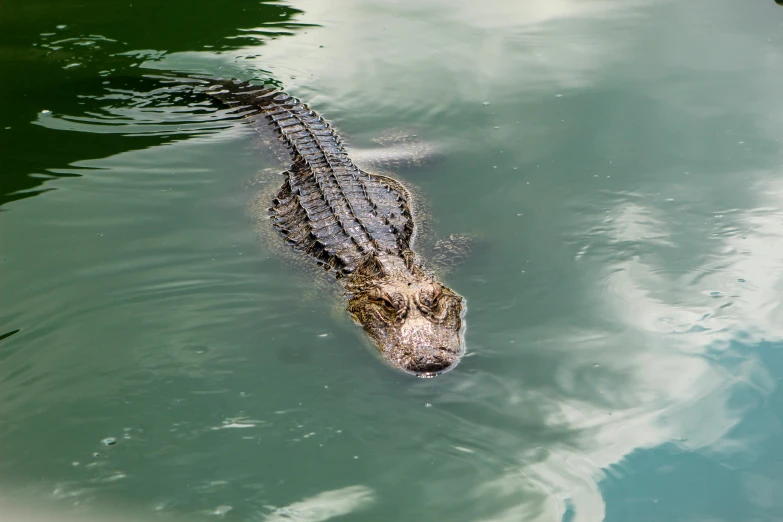 the head of an alligator floats in water