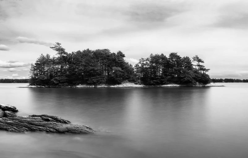 two small trees sitting next to a body of water