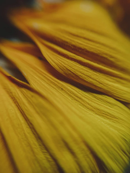 some large and thin yellow objects close up