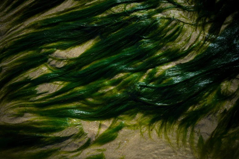 green moss is lying on the beach