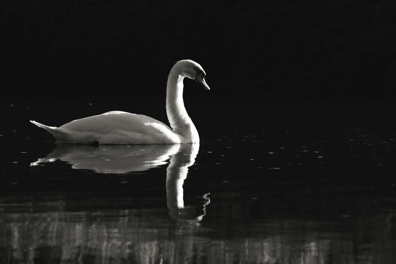 a swan is swimming through some water in the dark