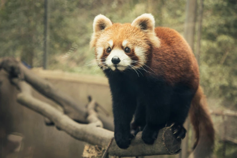 a red panda sitting on top of wooden pieces