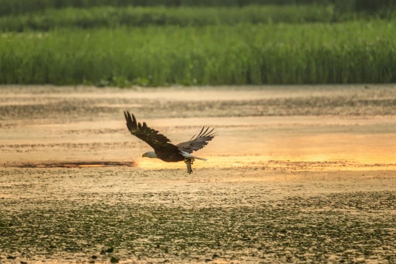 a bird in flight over the water at sunset