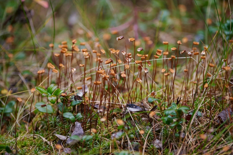 small orange flowers with green leaves growing on a grassy patch