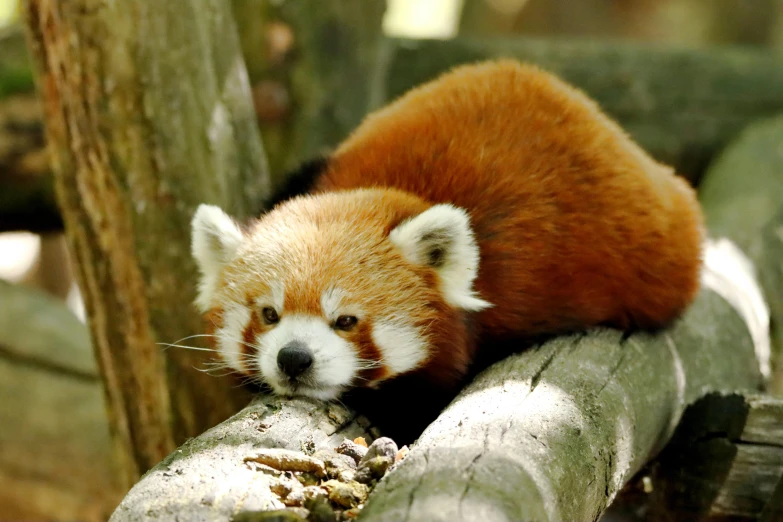 a red panda cub is resting on a tree