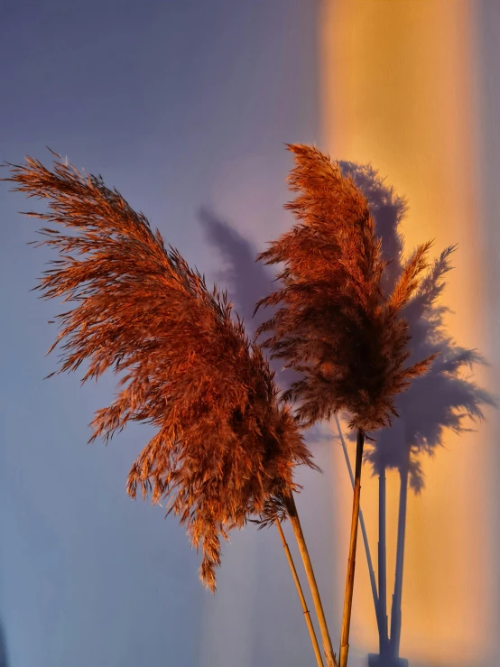 three tall dried grass plants sitting next to each other