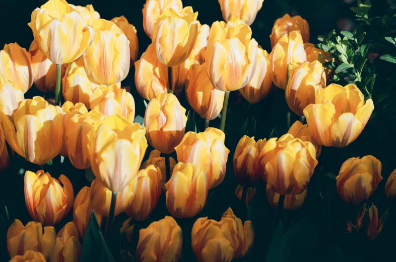 an arrangement of orange flowers that are growing