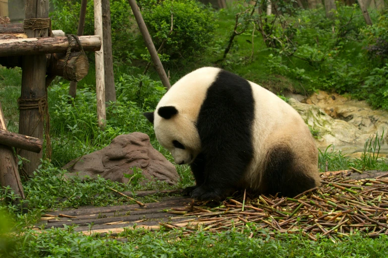 a panda in an enclosure with green grass