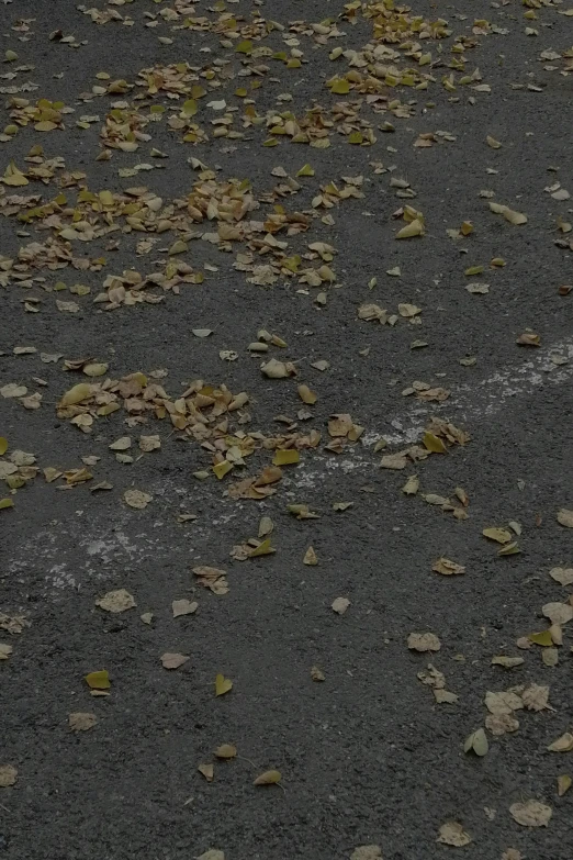 there is a cat that is sitting in leaves