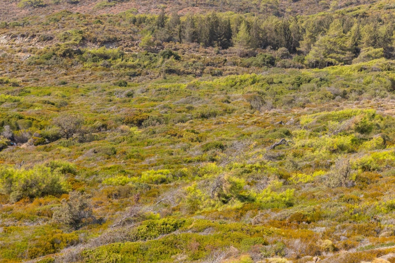 an animal with large horns is standing in the middle of a field