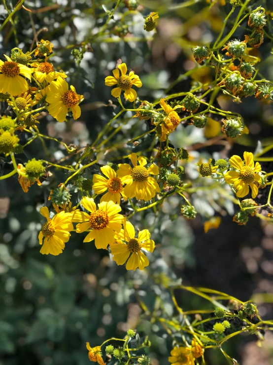 a bush filled with lots of yellow flowers